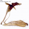 polyommatus yurinekrutenko genitalia